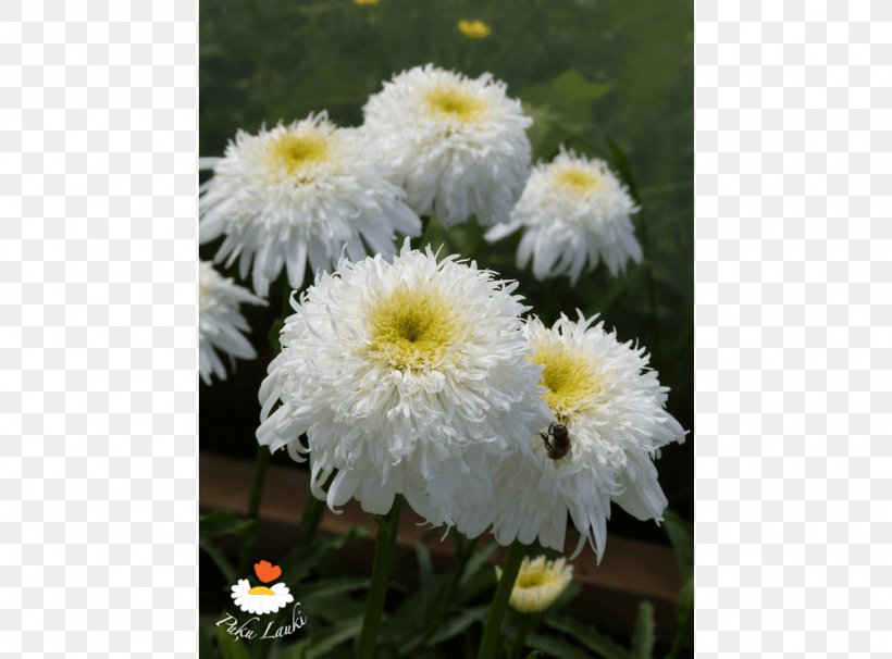 Common Daisy Oxeye Daisy Chrysanthemum Marguerite Daisy Transvaal Daisy, PNG, 1000x740px, Common Daisy, Annual Plant, Aster, Chamaemelum Nobile, Chamomiles Download Free