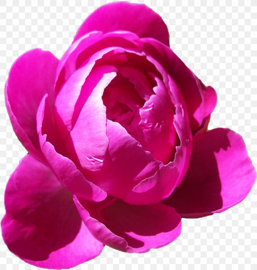 Flower Peony Clip Art, PNG, 873x915px, Flower, Computer Network, Cut Flowers, Display Resolution, Flowering Plant Download Free
