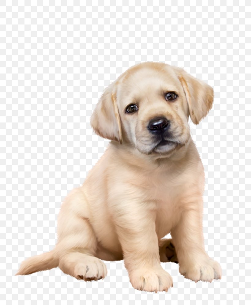 Labrador Retriever Golden Retriever Puppy Dog Breed Companion Dog, PNG, 800x996px, Labrador Retriever, Animal, Breed, Carnivoran, Companion Dog Download Free