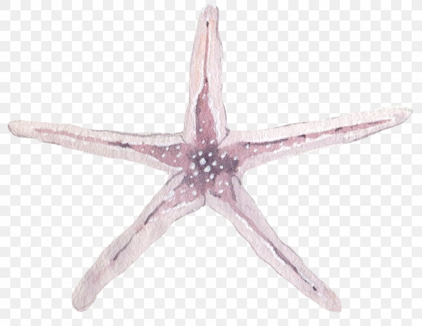 Starfish Purple Pisaster Ochraceus, PNG, 1964x1519px, Starfish, Echinoderm, Invertebrate, Marine Invertebrates, Pink Download Free