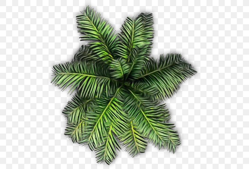 Yellow Fir Canadian Fir Leaf Tree Plant, PNG, 515x557px, Watercolor, Canadian Fir, Colorado Spruce, Leaf, Oregon Pine Download Free