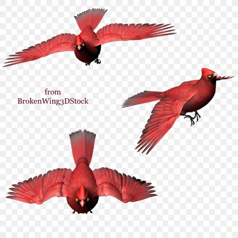 Digital Art Bird DeviantArt Beak, PNG, 900x900px, Digital Art, Beak, Bird, Chickadee, Deviantart Download Free
