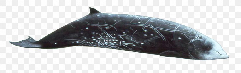 Dolphin Cetaceans Cuvier's Beaked Whale Blue Whale, PNG, 1325x404px, Dolphin, Animal, Animal Figure, Beaked Whale, Blue Whale Download Free