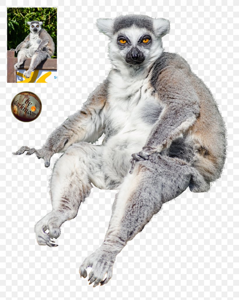 Lemuroidea Primate Ankarana Reserve Ring-tailed Lemur Monkey, PNG, 1600x2008px, Lemuroidea, Fauna, Fur, Lemur, Lemuriformes Download Free