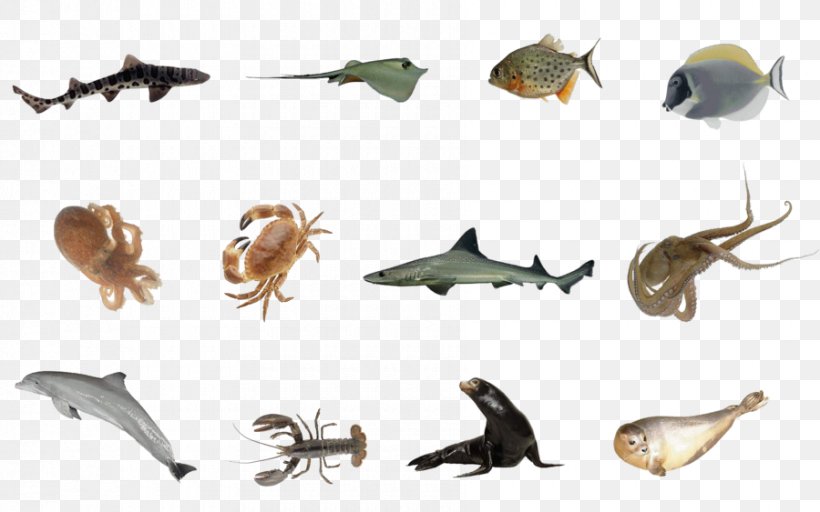 Sea Animal Underwater Fish, PNG, 900x563px, 3d Computer Graphics, Sea, Animal, Animal Figure, Deep Sea Creature Download Free