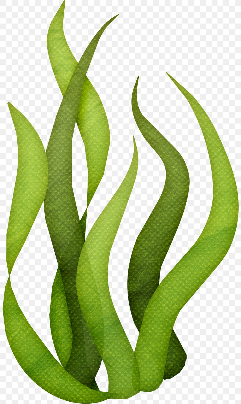 Seaweed Algae Clip Art, PNG, 804x1374px, Seaweed, Algae, Drawing, Edible Seaweed, Grass Download Free