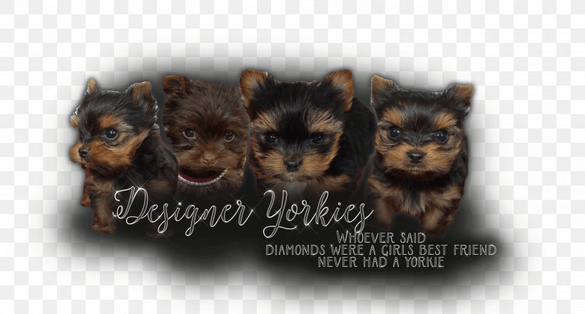 Yorkshire Terrier Dog Breed Toy Dog Puppy, PNG, 2424x1302px, Yorkshire Terrier, Animal, Breed, Canidae, Carnivora Download Free
