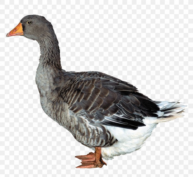 Duck Clip Art, PNG, 890x817px, Duck, Beak, Bird, Clipping Path, Display Resolution Download Free