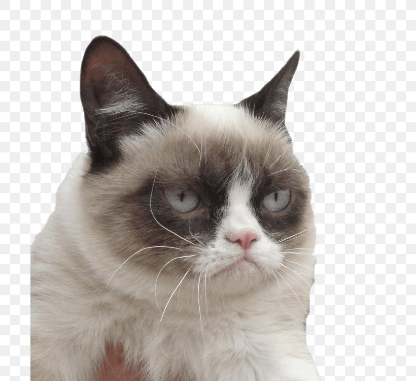 Grumpy Cat Kitten Desktop Wallpaper, PNG, 700x750px, Cat, Carnivoran, Cat Breed, Cat Like Mammal, Cute Overload Download Free
