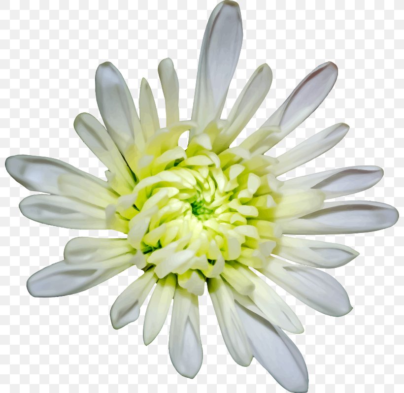 Flower Petal Clip Art, PNG, 800x798px, Flower, Aster, Chrysanthemum, Chrysanths, Common Daisy Download Free