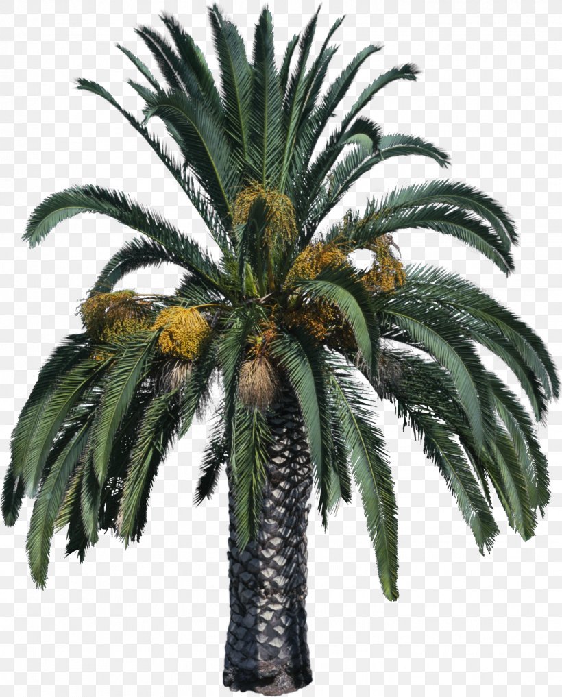 Tree Arecaceae Clip Art, PNG, 1452x1802px, Tree, Arecaceae, Arecales, Attalea Speciosa, Coconut Download Free