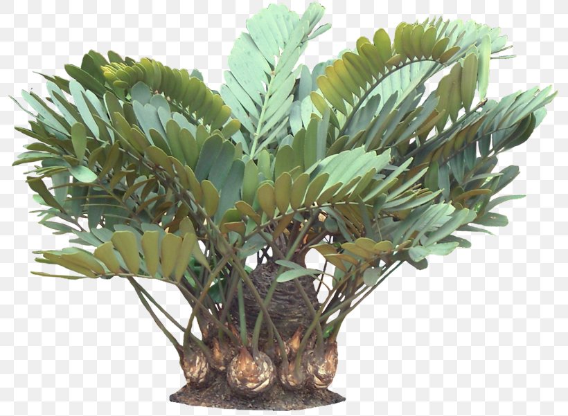 Zamia Furfuracea Plant Tropics Arecaceae, PNG, 801x601px, Zamia Furfuracea, Arecaceae, Arecales, Borassus Flabellifer, Coconut Download Free