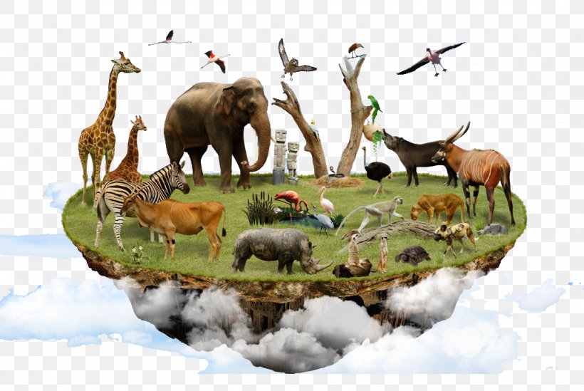 Biodiversity Ecology Land Use, Land-use Change, And Forestry Animal Wildlife, PNG, 1024x686px, Biodiversity, Animal, Aquatic Animal, Conservation, Ecology Download Free