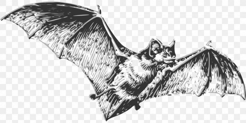 Vampire Bat Halloween, PNG, 1920x960px, Bat, Artwork, Bat Wing Development, Black And White, Bumper Sticker Download Free