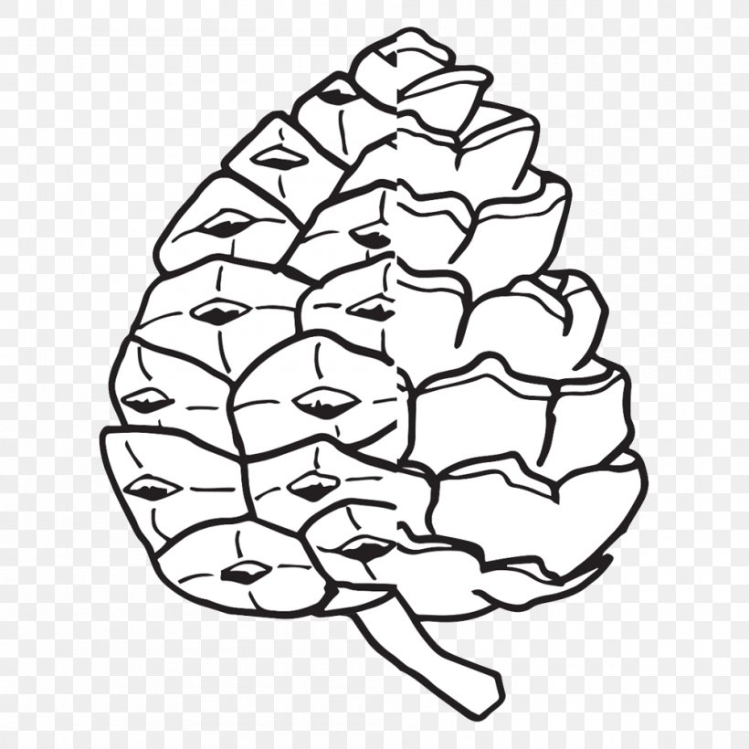 Conifer Cone The Life Cycle Of A Pine Tree Coloring Book, PNG, 1000x1000px, Watercolor, Cartoon, Flower, Frame, Heart Download Free
