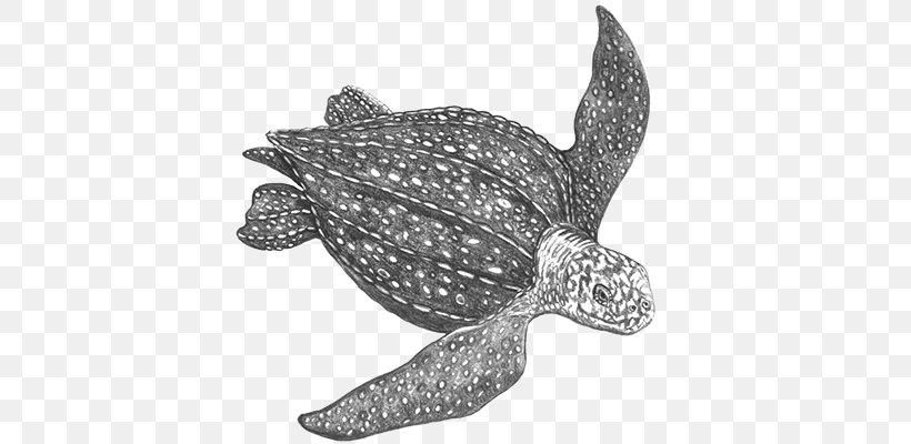 Loggerhead Sea Turtle Leatherback Sea Turtle Reptile Tortoise, PNG, 400x400px, Loggerhead Sea Turtle, Animal, Aquatic Animal, Black And White, Chelydridae Download Free