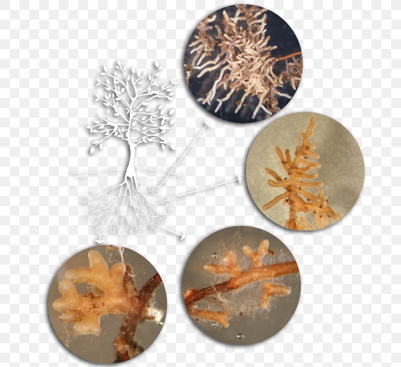 Tree Mycorrhiza Fungus Root Pine, PNG, 700x749px, Tree, Bark, Ectomycorrhiza, Forest, Fungus Download Free