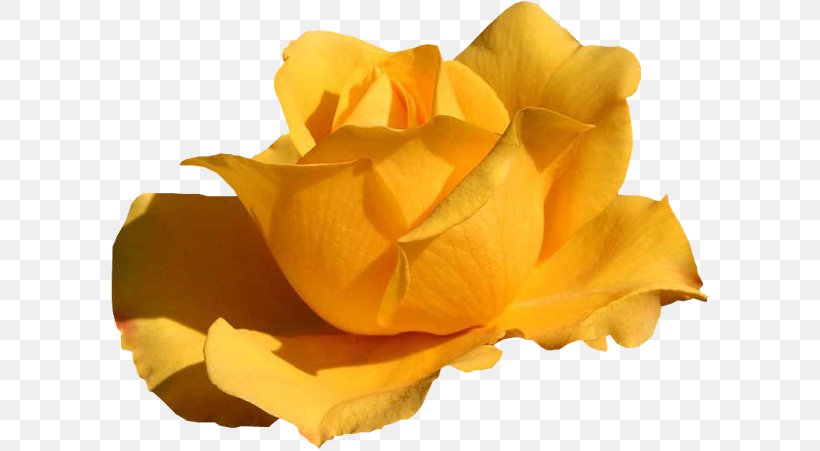 Yellow Color Ping WQVGA, PNG, 600x451px, Yellow, Close Up, Color, Floribunda, Flower Download Free