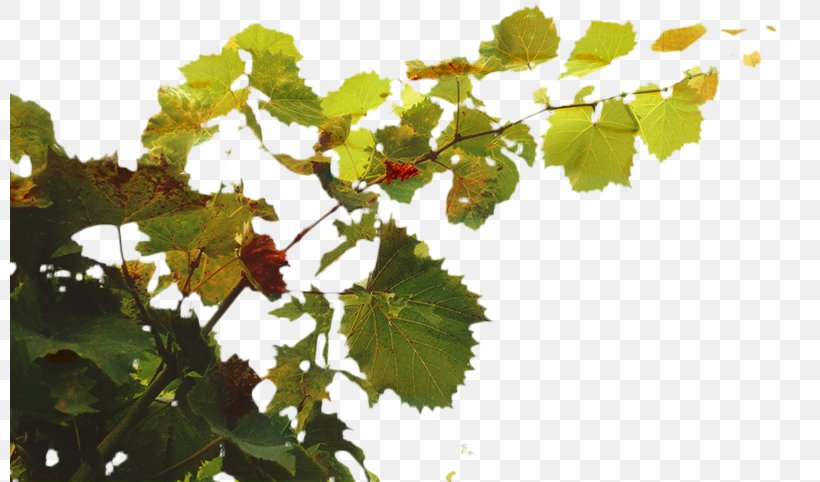 Family Tree Background, PNG, 799x482px, Grape, Branch, Branching, Flower, Grape Leaves Download Free