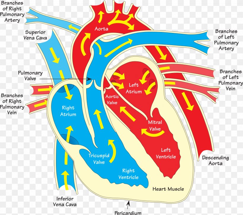 Heart Diagram Vein Clip Art, PNG, 2400x2122px, Watercolor, Cartoon, Flower, Frame, Heart Download Free