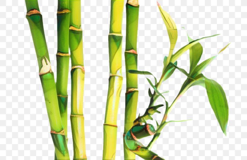 Bamboo Background, PNG, 798x533px, Bamboo, Asparagus, Bamboo Shoot, Cane, Flower Download Free