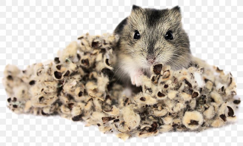 Hamster Rodent Gerbil Rat Ferret, PNG, 1000x601px, Hamster, Animal, Bedding, Comfort, Cotton Download Free