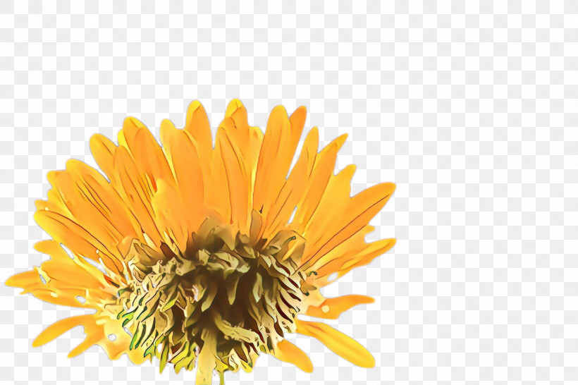 Orange, PNG, 2448x1632px, Flower, Calendula, Dandelion, English Marigold, Orange Download Free