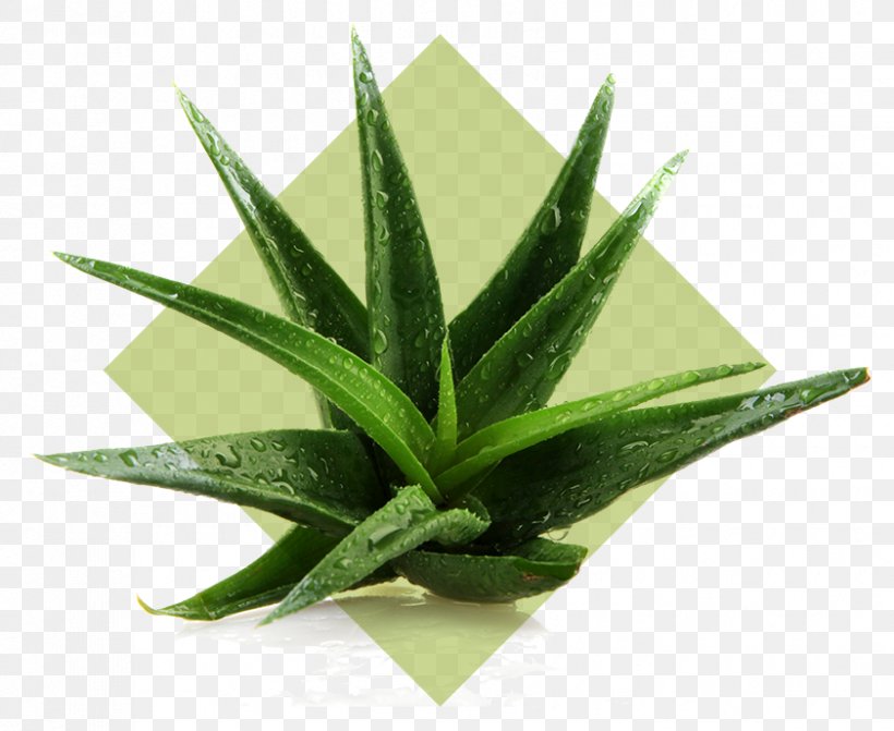 Aloe Vera Plant Stock Photography Indoor Air Quality Gel, PNG, 841x689px, Aloe Vera, Agave, Agave Azul, Aloe, Flowerpot Download Free