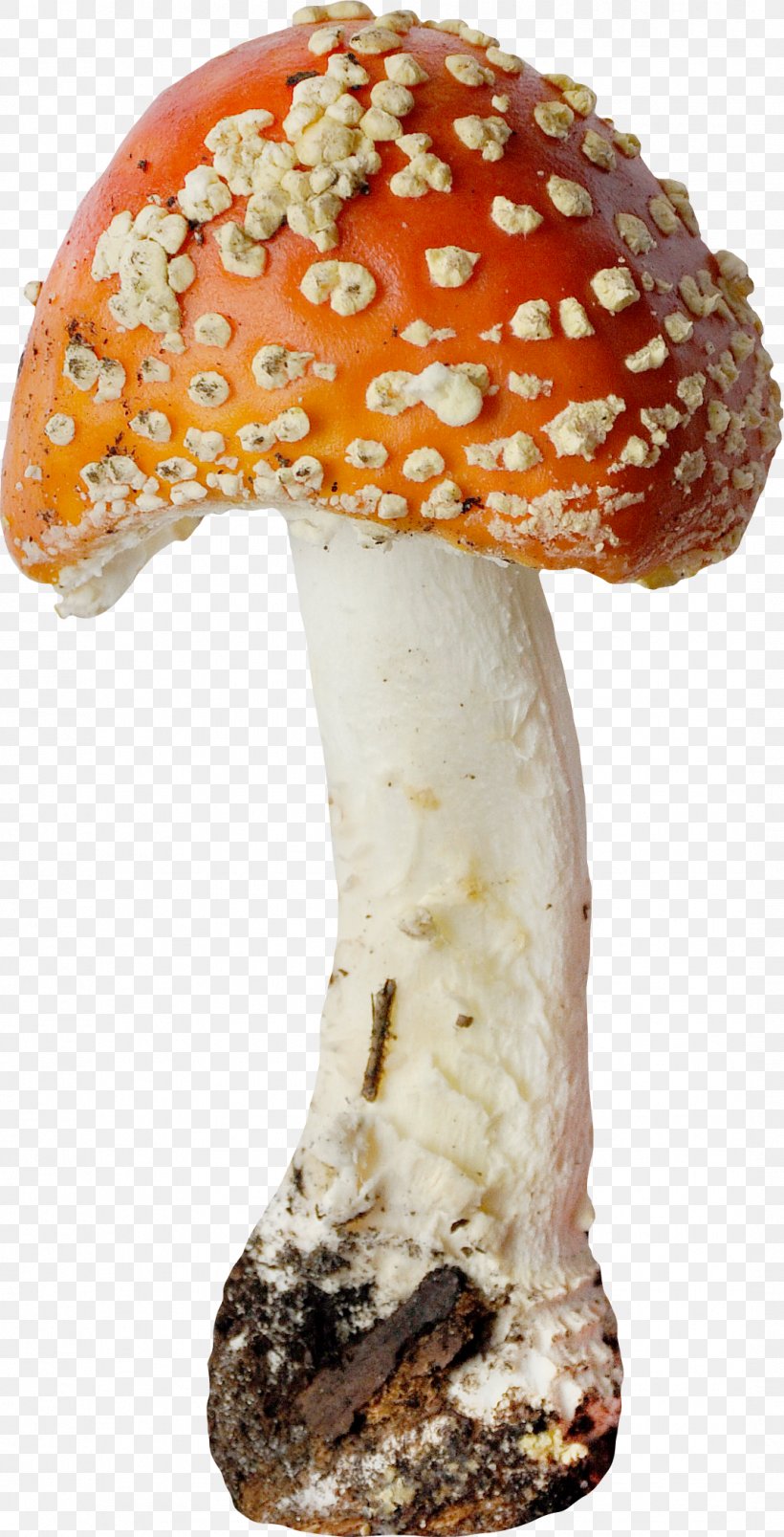 Edible Mushroom Agaric Fungus, PNG, 1071x2100px, Edible Mushroom, Agaric, Drawing, Fungus, Ingredient Download Free