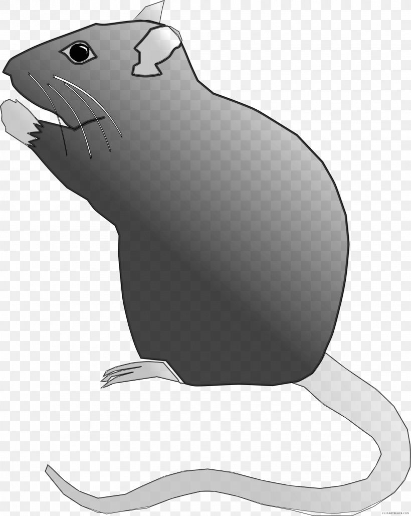 Laboratory Rat Rodent Clip Art Image, PNG, 1912x2400px, Rat, Beaver, Black And White, Carnivoran, Drawing Download Free
