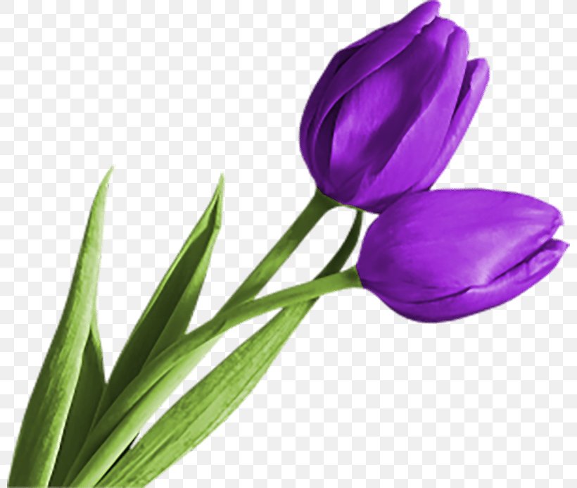 Purple Parrot Tulips Clip Art, PNG, 800x693px, Purple, Blog, Bud, Color, Crocus Download Free