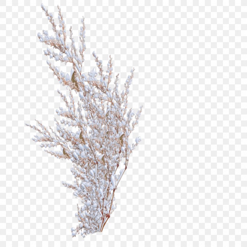 Snowflake Shrub Tree, PNG, 894x894px, Snow, Branch, Breynia Disticha, Conifer, Fir Download Free