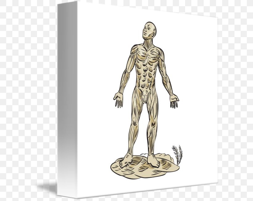 Shoulder Homo Sapiens Skeleton Muscle Arm, PNG, 606x650px, Watercolor, Cartoon, Flower, Frame, Heart Download Free