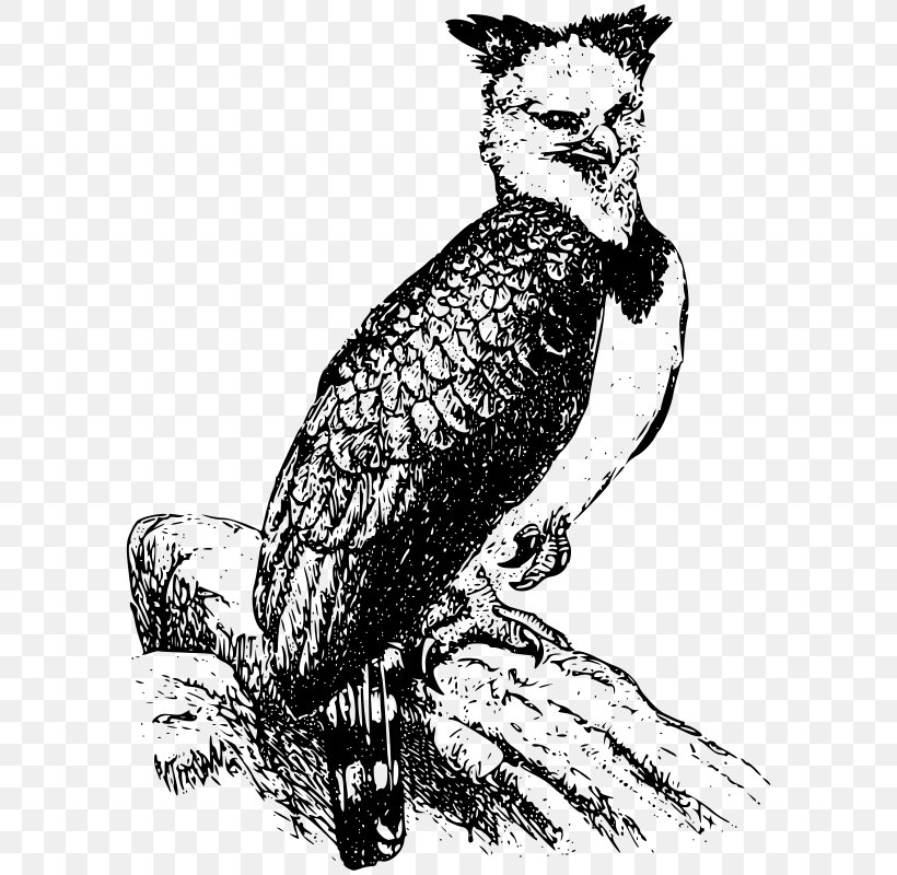 Bald Eagle Harpy Eagle Clip Art, PNG, 595x800px, Bald Eagle, Art, Beak, Bird, Bird Of Prey Download Free