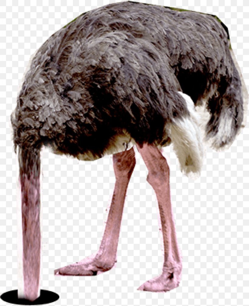 Common Ostrich Ostrich Effect Emu Letter, PNG, 1024x1255px, Common Ostrich, Beak, Bird, Communication Source, Emu Download Free