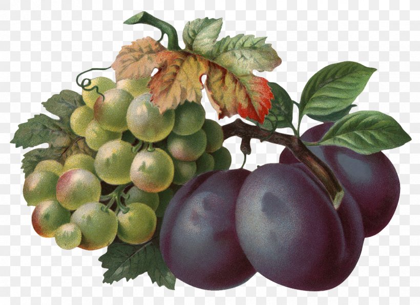 Common Plum Grape Clip Art, PNG, 1221x888px, Common Plum, Auglis, Berry, Damson, Food Download Free