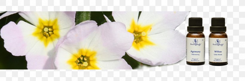 Floral Design Cut Flowers Healing Herbs GmbH, PNG, 1140x380px, Floral Design, Account, Article, Cut Flowers, Floristry Download Free