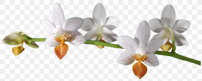 Flower Digital Image Orchids, PNG, 996x400px, Flower, Branch, Cattleya, Cut Flowers, Digital Image Download Free