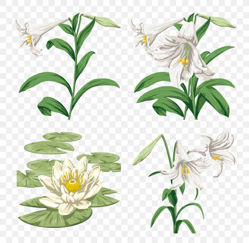 Lilium Graphic Style Graphic Design, PNG, 809x800px, Lilium, Art, Cut Flowers, Drawing, Flora Download Free