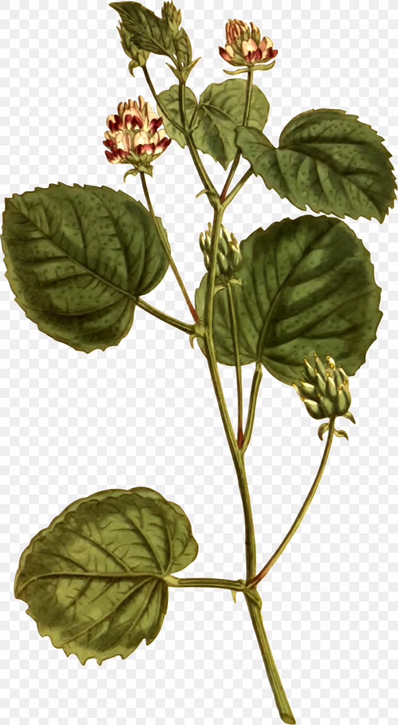 Psoralea Corylifolia Seed Plant Ayurveda Medicine, PNG, 1303x2377px, Psoralea Corylifolia, Ayurveda, Coumarin, Flower, Herb Download Free
