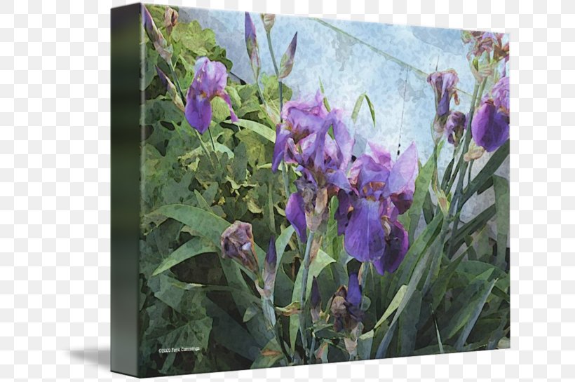 Wildflower, PNG, 650x545px, Wildflower, Flower, Flowering Plant, Iris, Iris Family Download Free