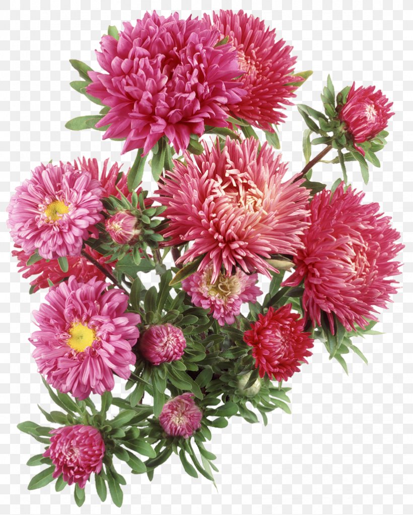 Aster Flower Clip Art, PNG, 822x1024px, Aster, Annual Plant, Chrysanthemum, Chrysanths, Cut Flowers Download Free