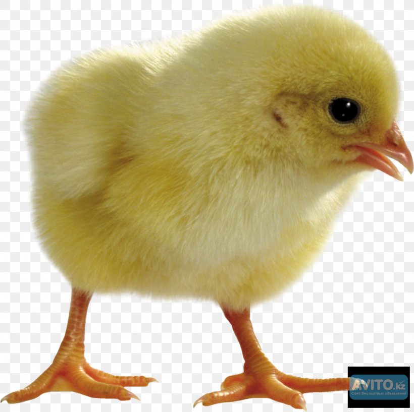 Chicken Duck Light Incubator Candling, PNG, 1000x997px, Chicken, Battery, Beak, Bird, Bird Egg Download Free
