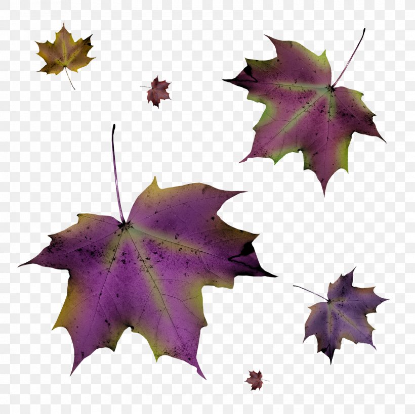 Leaf Autumn Purple, PNG, 1600x1600px, Leaf, Autumn, Autumn Leaf Color, Color, Flowering Plant Download Free
