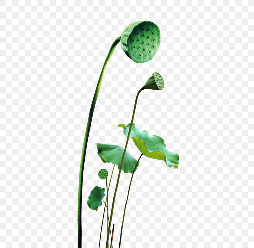 Nelumbo Nucifera Leaf, PNG, 800x800px, Nelumbo Nucifera, Aquatic Plant, Flora, Flower, Flowering Plant Download Free