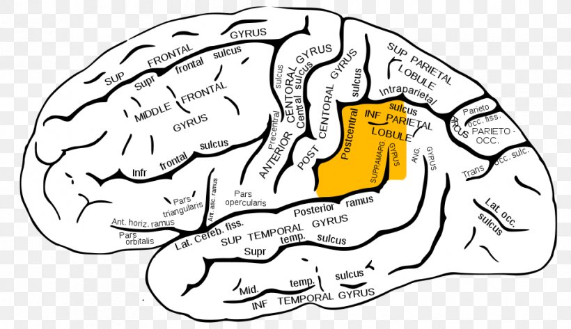 Supramarginal Gyrus Angular Gyrus Parietal Lobe Lobes Of The Brain, PNG, 992x573px, Watercolor, Cartoon, Flower, Frame, Heart Download Free