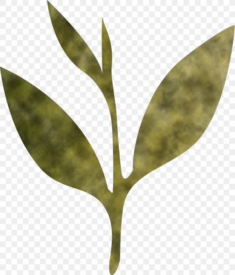 Tea Leaves Leaf Spring, PNG, 2570x3000px, Tea Leaves, Eucalyptus, Flower, Leaf, Plant Download Free