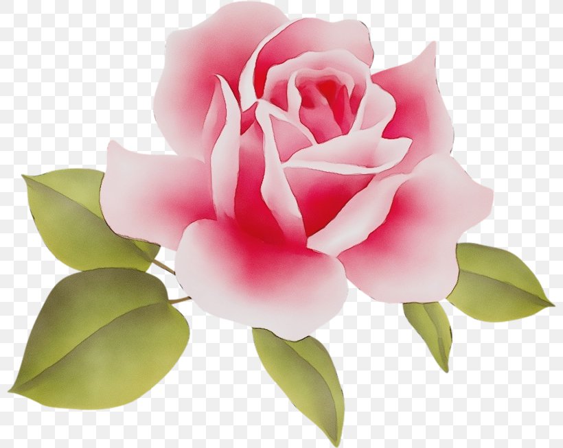 Watercolor Pink Flowers, PNG, 800x653px, Watercolor, Artificial Flower, Camellia, Cut Flowers, Drawing Download Free