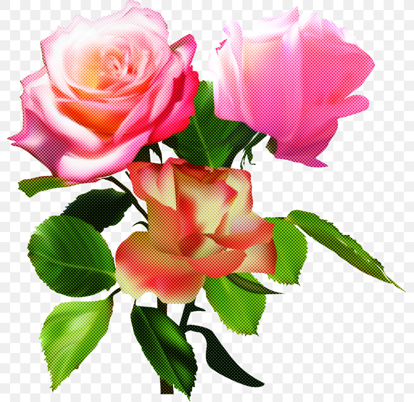 Garden Roses, PNG, 800x797px, Flower, Artificial Flower, Bouquet, Cut Flowers, Floribunda Download Free