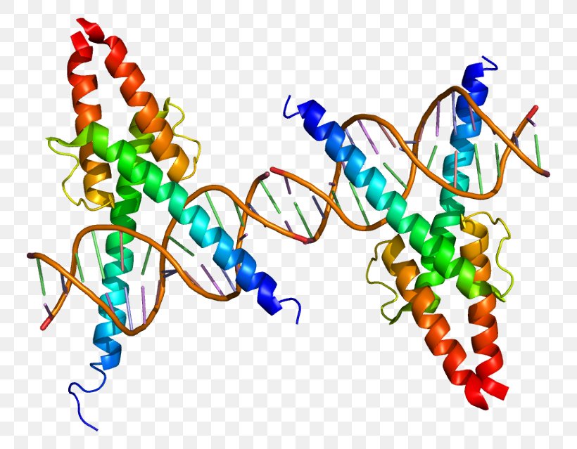MyoD Protein Myogenesis Transcription Factor Basic Helix-loop-helix, PNG, 794x639px, Myod, Area, Art, Artwork, Basic Helixloophelix Download Free